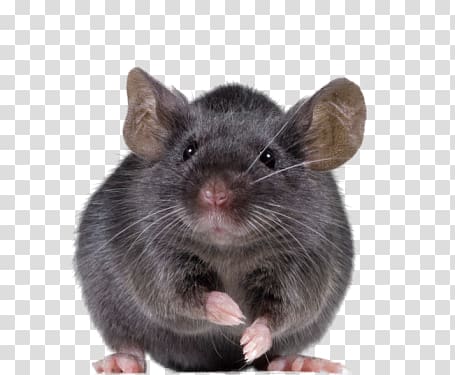 Rat, mouse transparent background PNG clipart
