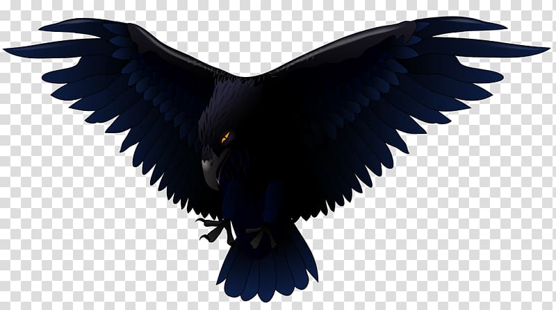 Common raven Bird , Raven transparent background PNG clipart