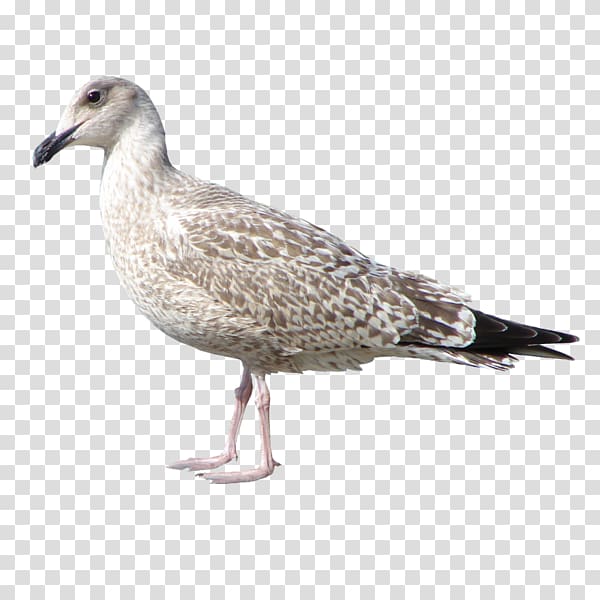 European Herring Gull Bird Gulls Great black-backed gull, Bird transparent background PNG clipart