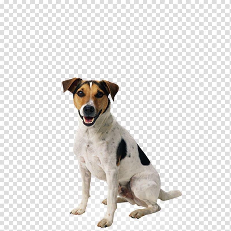 Dog Puppy Cat Pet, Dog transparent background PNG clipart