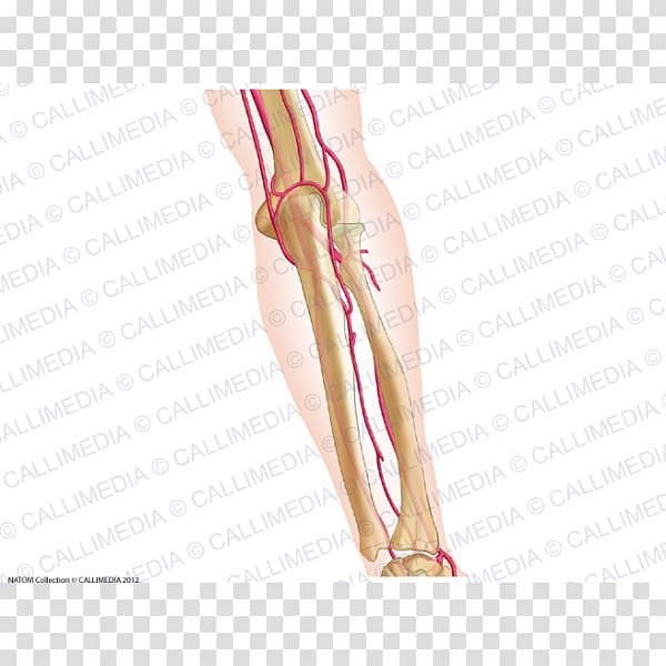 Thumb Elbow Forearm Artery Anatomy, Interosseous Membrane Of Forearm transparent background PNG clipart
