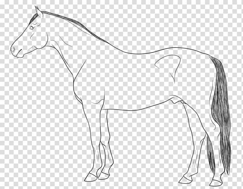 Line art Mule Pony Drawing, horse transparent background PNG clipart