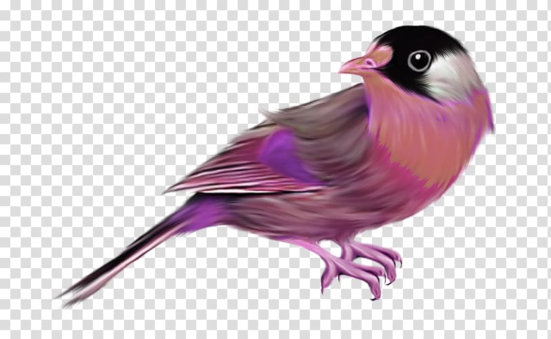 Bird Common starling House Sparrow Finch Passerine, Cartoon Sparrow transparent background PNG clipart
