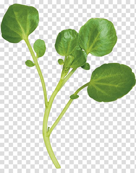 Spring greens Herb Leaf vegetable Watercress, mushy peas transparent background PNG clipart