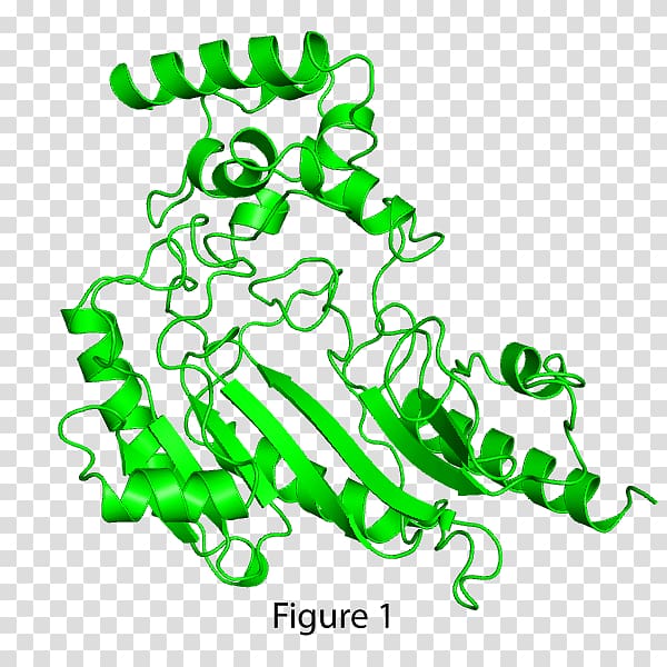 Structural biology Cell Protein Leaf, DAVULCU transparent background PNG clipart