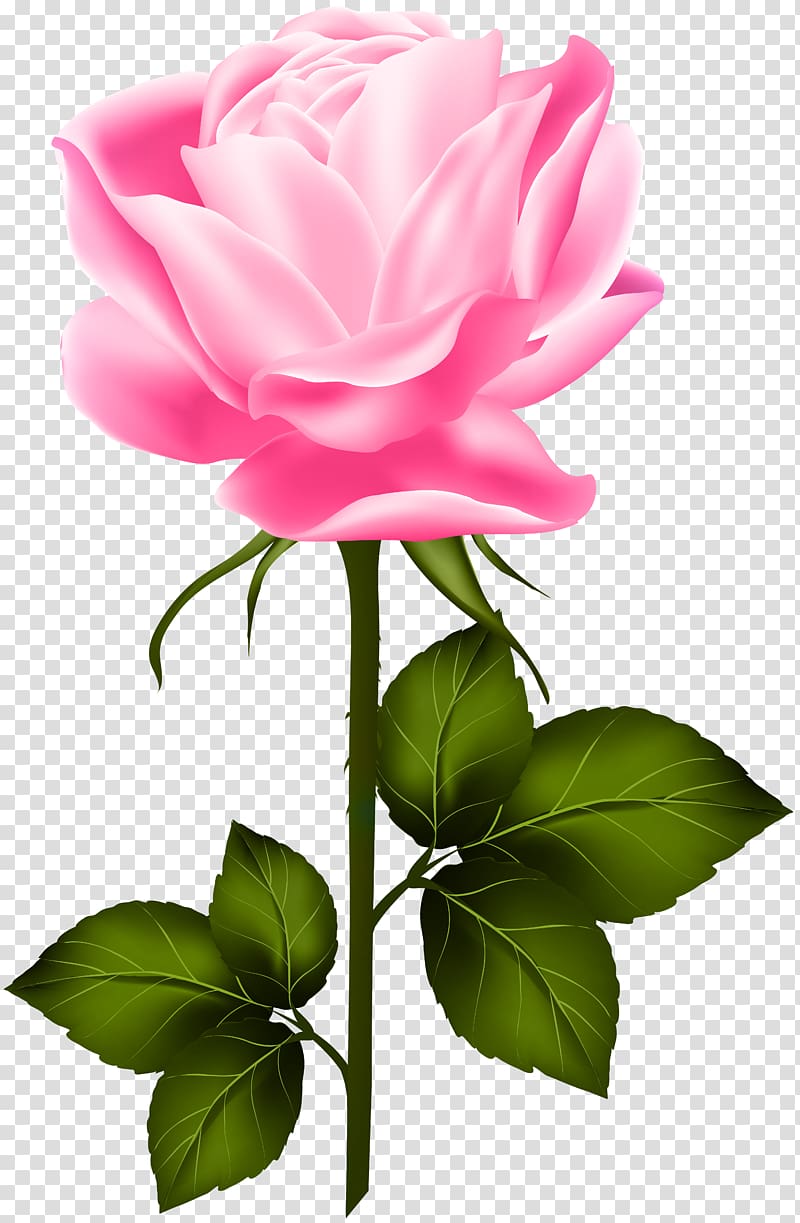 pink rose illustration, Garden roses Centifolia roses , Pink Rose with Stem transparent background PNG clipart