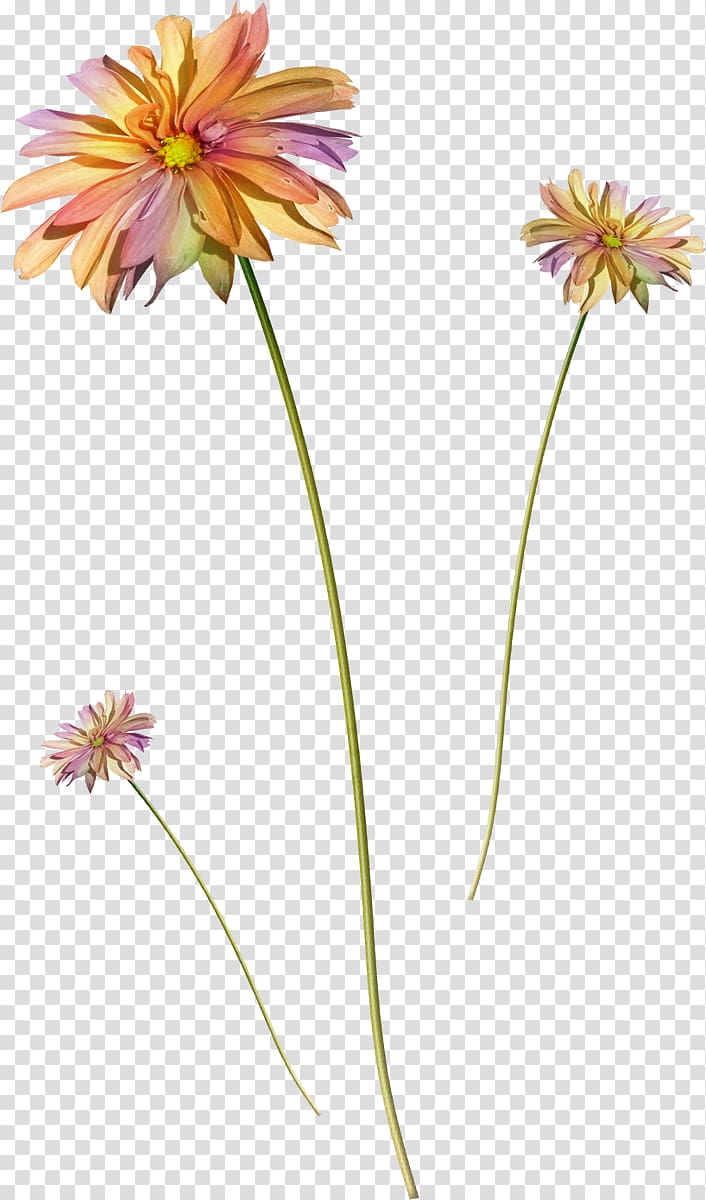 Flower , camomile transparent background PNG clipart