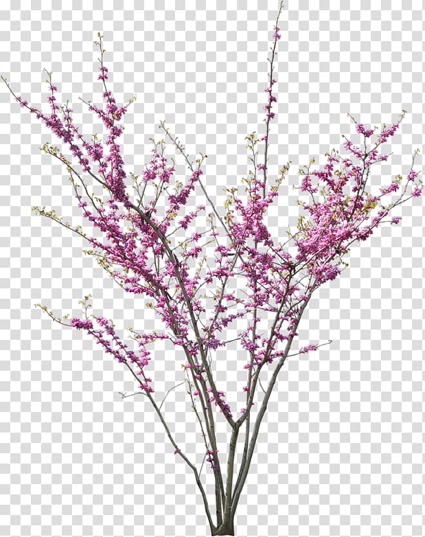 Tree Cercis siliquastrum Flower Blossom, tree transparent background PNG clipart