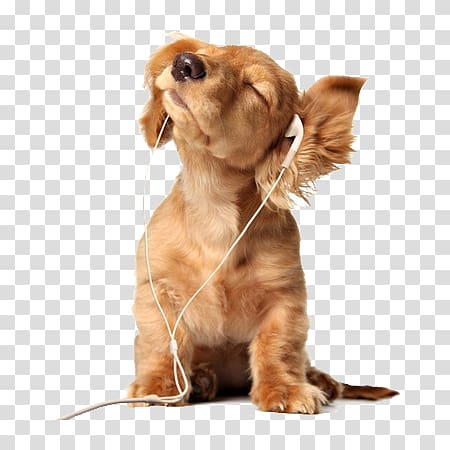 headphones listening to music dog transparent background PNG clipart
