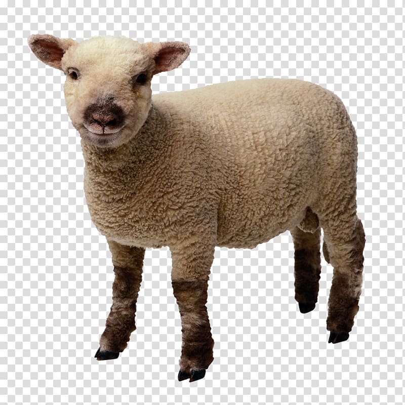 Goat Merino Wool , animal sheep transparent background PNG clipart
