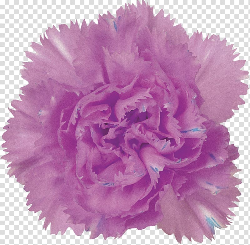 Purple Carnation Flower Pink Lilac, CARNATION transparent background PNG clipart