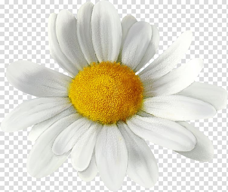 Common daisy Oxeye daisy Daisy family Chrysanthemum, chrysanthemum transparent background PNG clipart