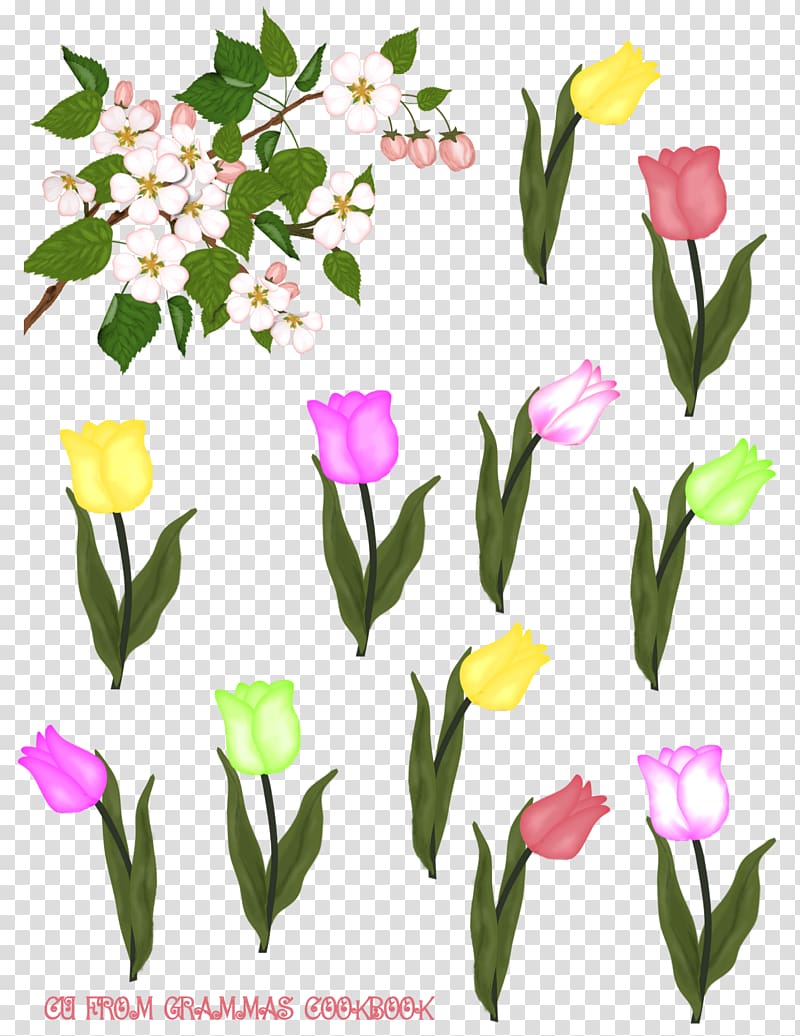 Flower, tulips transparent background PNG clipart
