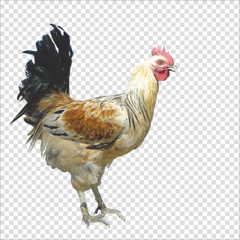 Rooster Chicken Domestic pig Duck Domestic goose, chicken transparent background PNG clipart