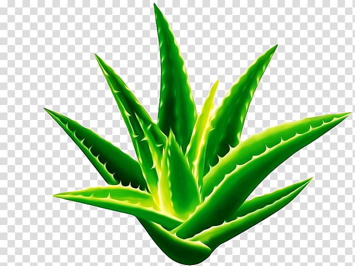 Aloe vera Seed Sansevieria cylindrica Gel Plant, Aloe transparent background PNG clipart