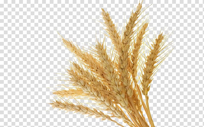 wheat illustration, Wheat Flour Barley Mill Cereal, Golden wheat transparent background PNG clipart