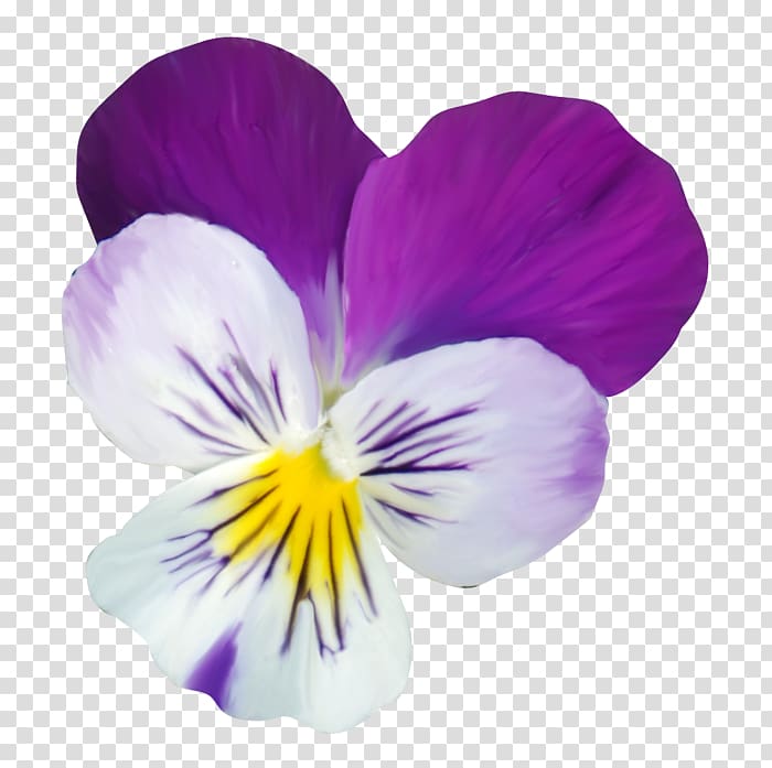 Pansy Violet Petal, violet transparent background PNG clipart