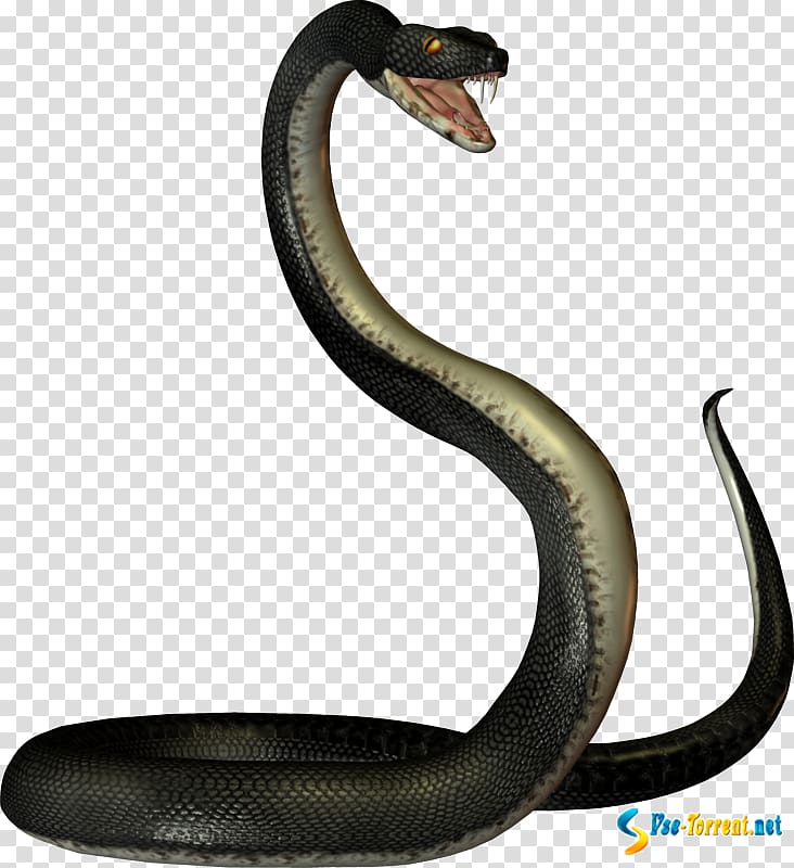 Snakes , small snake transparent background PNG clipart