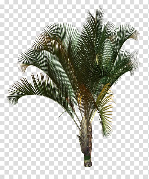 Arecaceae Tree Plant Drawing Areca palm, tree transparent background PNG clipart