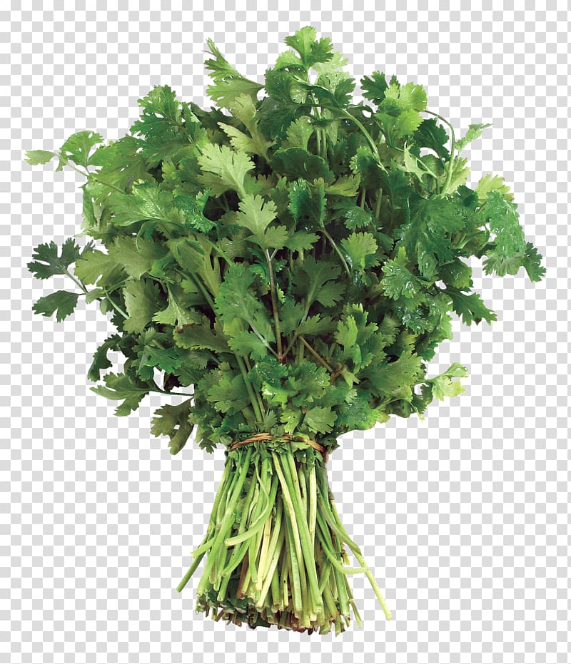 green cilantro illustration, Leaf vegetable Desktop , coriander transparent background PNG clipart