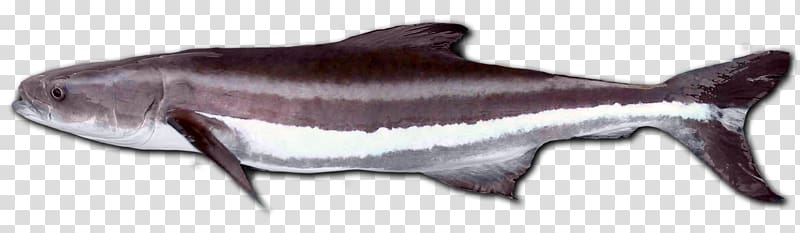 Cobia Largehead hairtail Fish Pickhandle barracuda Argyrosomus japonicus, fish transparent background PNG clipart