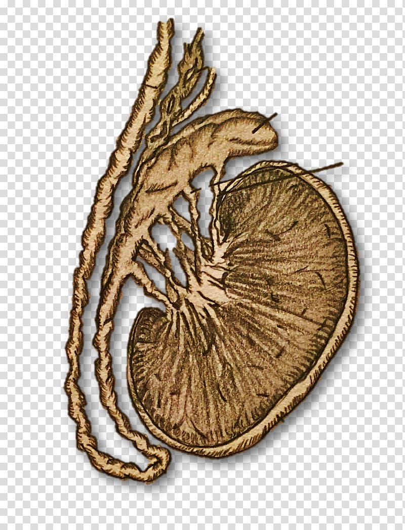 Organism, Day To End Obstetric Fistula transparent background PNG clipart