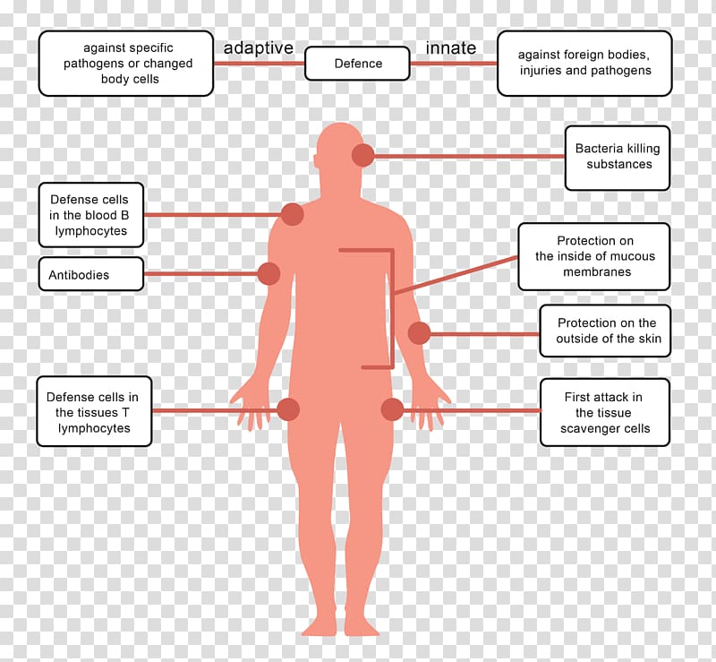 Human body Pathogen Immune system Immunity Cholera, pathogens transparent background PNG clipart