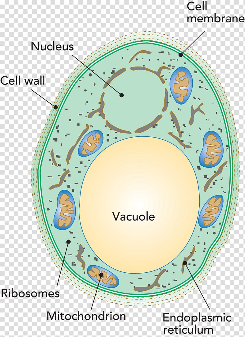 Penicillium roqueforti Vacuole Cell Yeast Bacteria, microscope transparent background PNG clipart