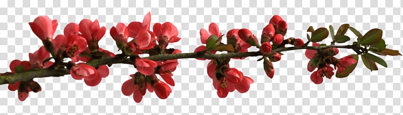 red flowers illustratoin, Spring Flower Buttons on Branch transparent background PNG clipart
