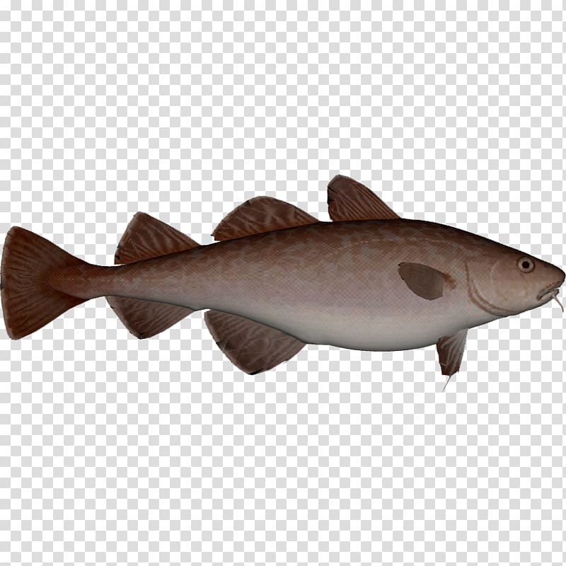 Squaliform sharks 09777 Fauna Catfish Salmon, others transparent background PNG clipart