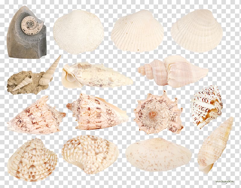 Seashell Conch Marine , Scallops conch Collection transparent background PNG clipart