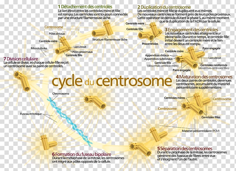 Centrosome cycle Centriole Cell Mitosis, hawk-eye transparent background PNG clipart