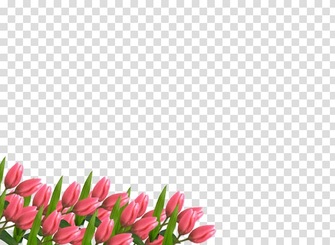 Tulip Floral design Cut flowers Pink M Petal, TULIPANES transparent background PNG clipart