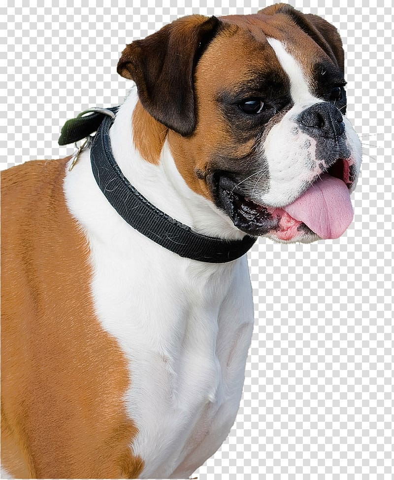 Boxer Old English Bulldog Cordoba Fighting Dog Pug, puppy transparent background PNG clipart