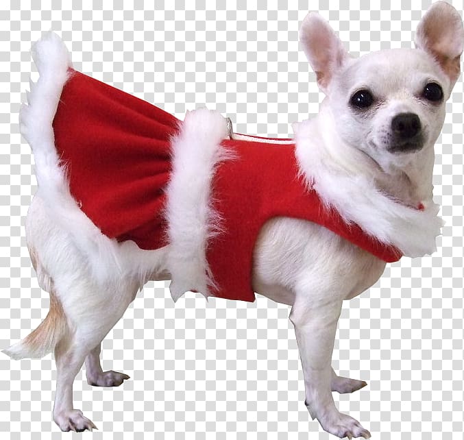 Pug Chihuahua Puppy Santa Claus Pet, dogs transparent background PNG clipart