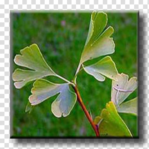 Leaf Broad-leaved tree London plane Albizia julibrissin, ginkgo-biloba transparent background PNG clipart