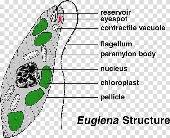 Euglena Cell Protist Diatom Algae, plant transparent background PNG clipart