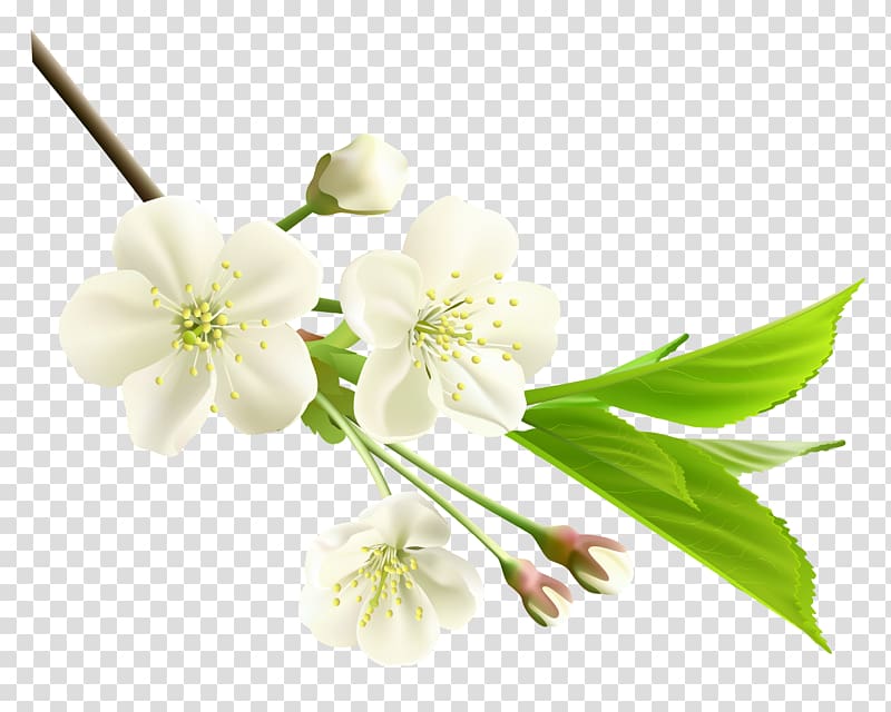 Flower White , Spring Branch with White Tree Flowers , white flowers transparent background PNG clipart