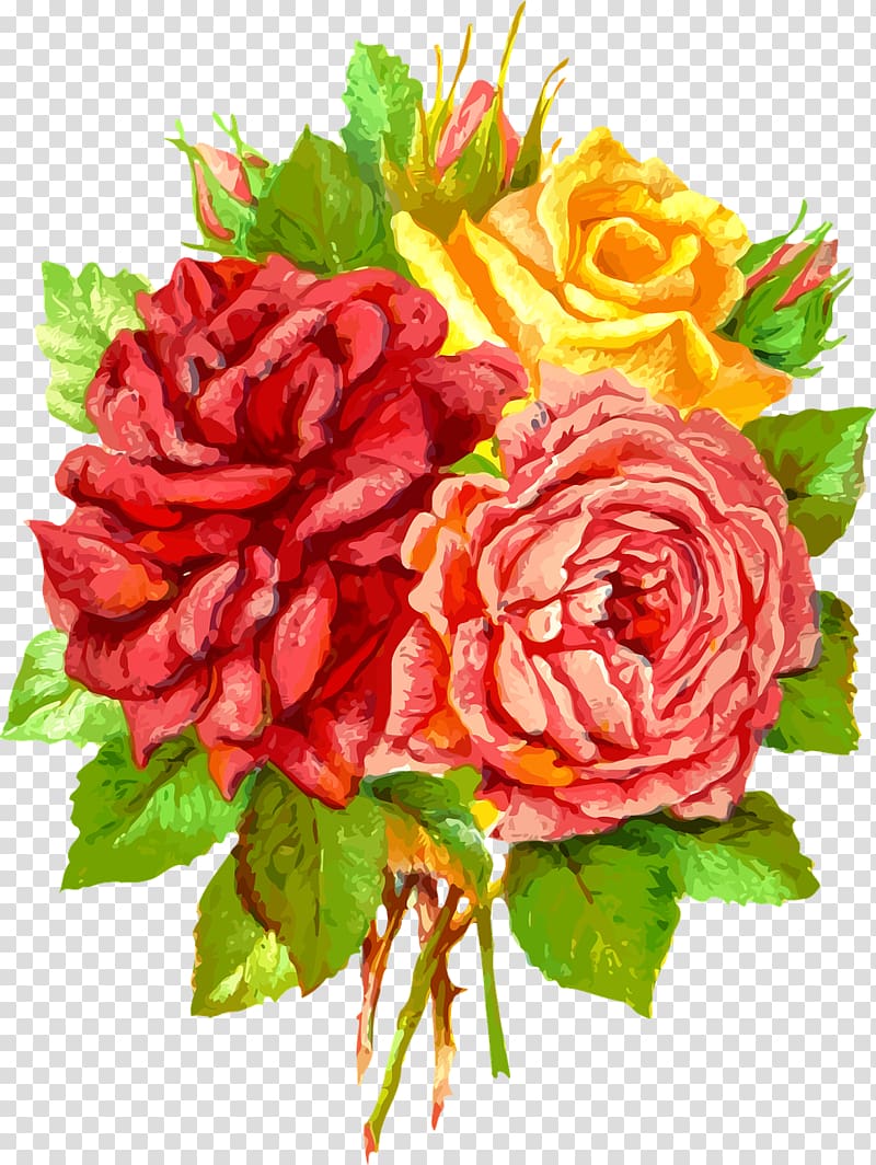 Garden roses Cabbage rose Best Roses Gift Blue rose, gift transparent background PNG clipart