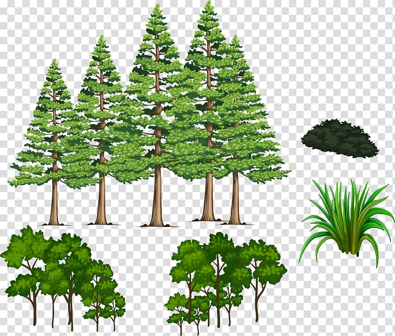 Fir Pine Spruce Shrub, plant material pine shrub grass transparent background PNG clipart