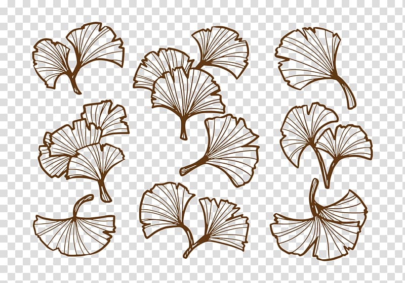 Ginkgo biloba Drawing Leaf Food, ginkgo transparent background PNG clipart