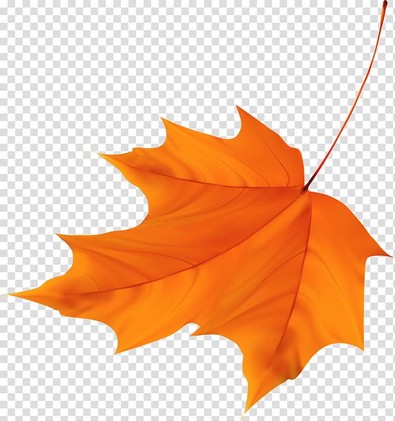 Maple leaf, Beautiful Maple Leaf transparent background PNG clipart