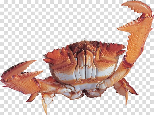 Crab Malacostracans , crab transparent background PNG clipart