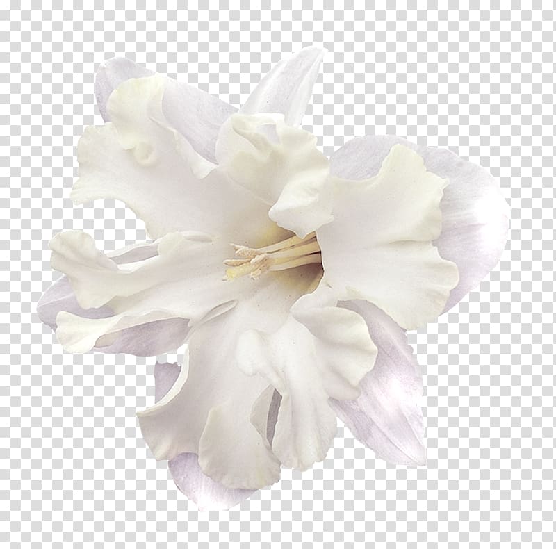 Cut flowers Cape jasmine Petal Hair, Vinoop Manoharan transparent background PNG clipart