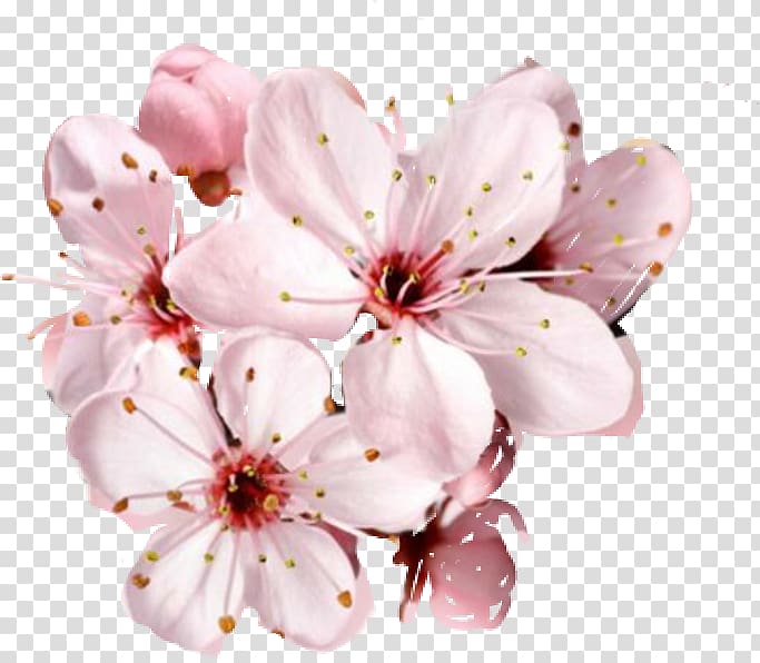 Cherry blossom Flower Desktop , WATERCOLOR CHERRY BLOSSOM transparent background PNG clipart
