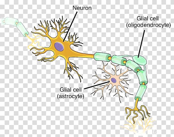 Neuron Nervous system Cell Neuroglia Nervous tissue, tissue Trash transparent background PNG clipart