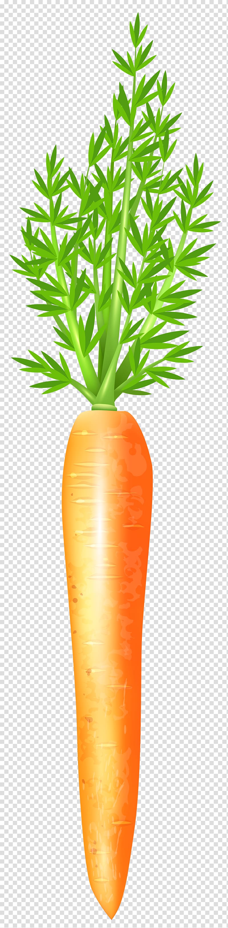 carrot illustration, Carrot , Carrot Free transparent background PNG clipart