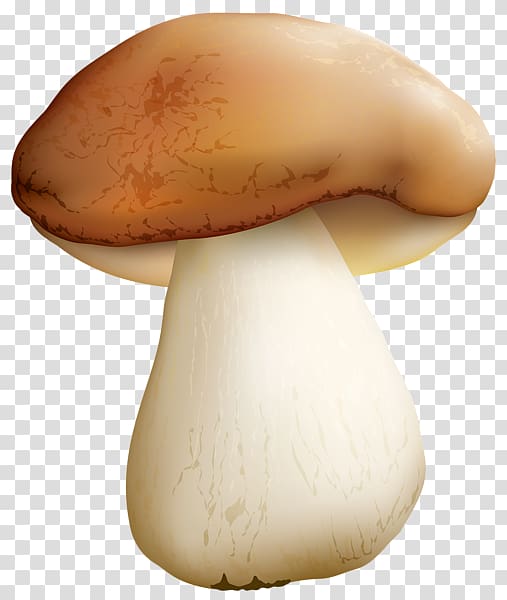 Edible mushroom Food Common mushroom, mushroom transparent background PNG clipart