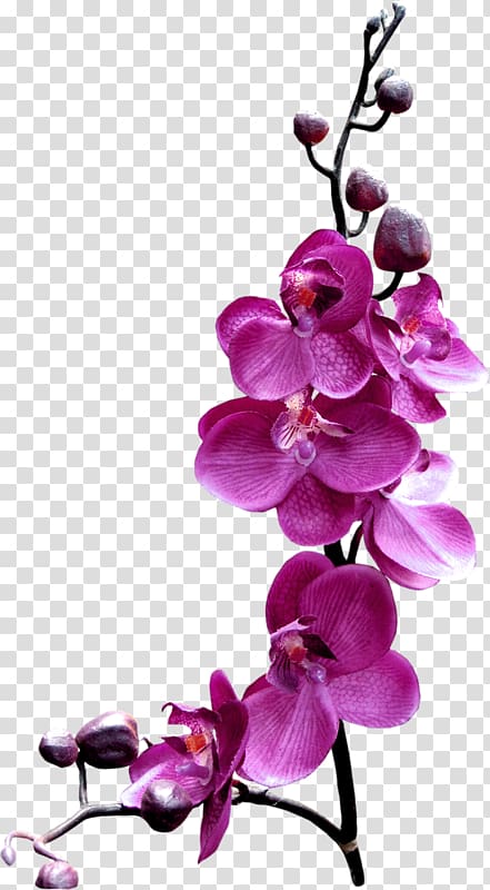 pink orchids , Flower Orchids .xchng , Purple butterfly flower transparent background PNG clipart