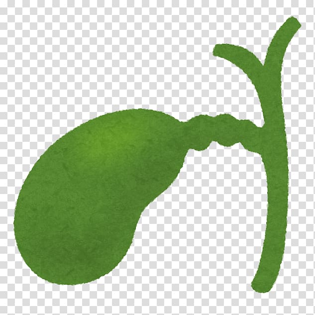 Gallbladder Pancreas Disease Gallstone Liver, transparent background PNG clipart